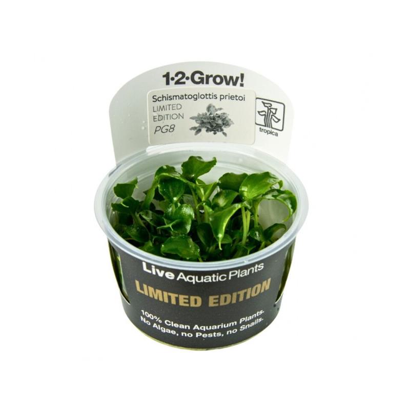 Planta acvariu Schismatoglottis prietoi in vitro Tropica LE - imagine 6